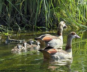 Puzzle Famille d’oies du Nil