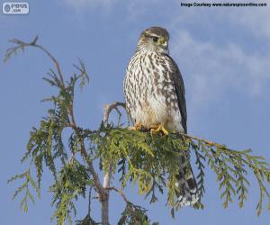 Puzzle Faucon Merlin sur une branche