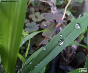 Puzzle Feuille avec des gouttes d'eau