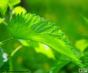 Puzzle Feuille d'ortie