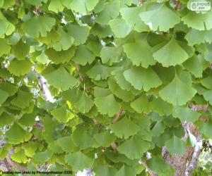 Puzzle Feuilles de Ginkgo biloba