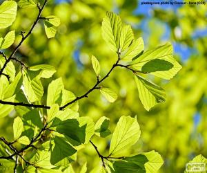 Puzzle Feuilles d’arbres