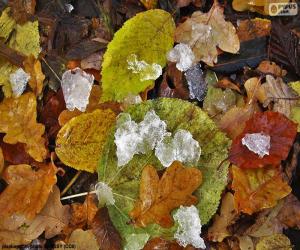 Puzzle Feuilles et la glace