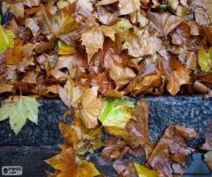 Puzzle Feuilles mouillées