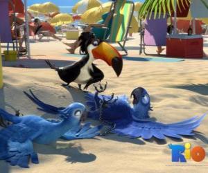 Puzzle film de Rio avec trois de ses protagonistes: les aras Blu, Jewel et le tucan Rafael à la plage