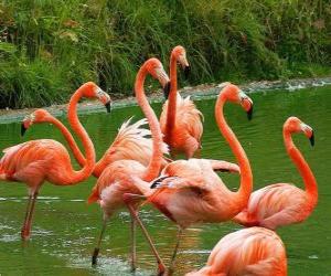 Puzzle Flamants roses dans l'eau, grands oiseaux aquatiques au plumage rose