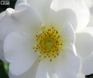Puzzle Fleur blanche