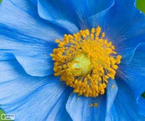 Puzzle Fleur bleue