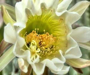 Puzzle Fleur de Cactus