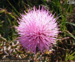 Puzzle Fleur de Mimosa borealis