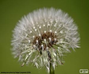 Puzzle Fleur de pissenlit