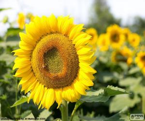 Puzzle Fleur de tournesol