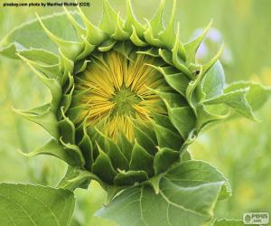 Puzzle Fleur d’ouverture au soleil