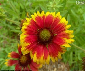 Puzzle Fleur Gaillardia pulchella