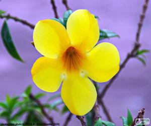 Puzzle Fleur jaune de cinq pétales