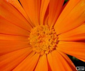 Puzzle Fleur orange