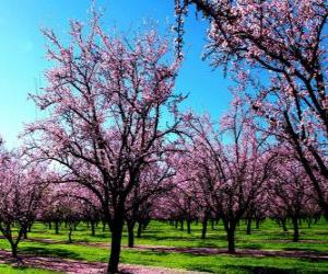 Puzzle Fleurs aux amandes arbres au printemps