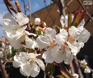 Puzzle Fleurs d'amandier