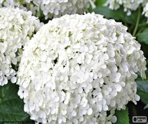 Puzzle Fleurs d'hortensia blanc