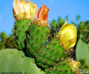 Puzzle Fleurs de cactus jaune