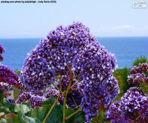 Puzzle Fleurs de Limonium perezii