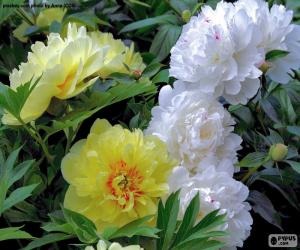 Puzzle Fleurs de pivoine