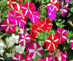 Puzzle Fleurs de pétunia