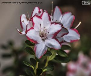 Puzzle Fleurs d’azalée blanches et rouges