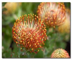 Puzzle Fleurs Exotiques