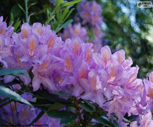 Puzzle Fleurs pourpres d’Azalée