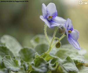 Puzzle Fleurs violettes africaines