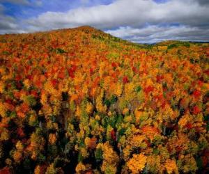 Puzzle Forestiers au Québec, Canada