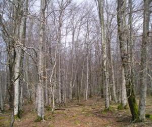 Puzzle Forêt en hiver sans feuilles