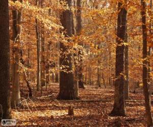 Puzzle Forêt en automne
