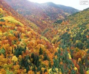 Puzzle Forêt en couleurs d'automne