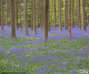 Puzzle Forêt Hallerbos, Belgique