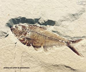 Puzzle Fossile de poisson