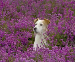 Puzzle Fox Terrier dans le domaine