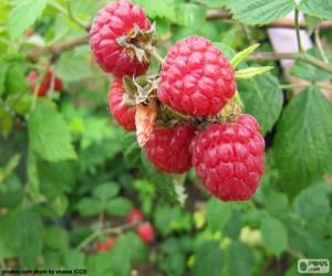 Puzzle Framboises