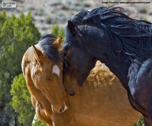 Puzzle Féminins et masculins de mustang