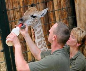 Puzzle Gardiens de zoo ou de nourrir une girafe