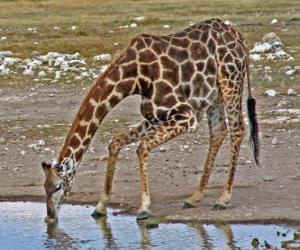 Puzzle girafe à boire à un flaque d'eau