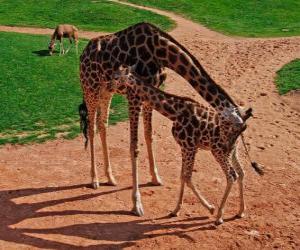 Puzzle Girafe adulte et Girafe bébé