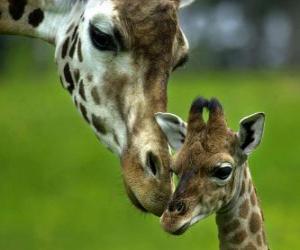 Puzzle girafe avec son bébé