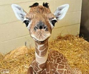 Puzzle Girafe bébé