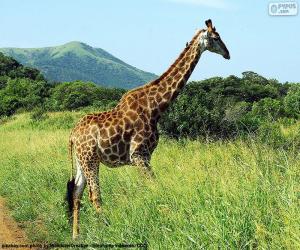 Puzzle Girafe dans la savane