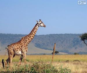 Puzzle Girafe dans le paysage