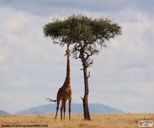 Puzzle Girafe mangeant des feuilles