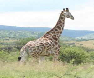 Puzzle Girafe regardant le paysage