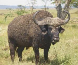 Puzzle Gnou, de pâturage tranquillement dans la savane